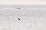 20210123_Kortbekzeekoet_Veerse Meer_02